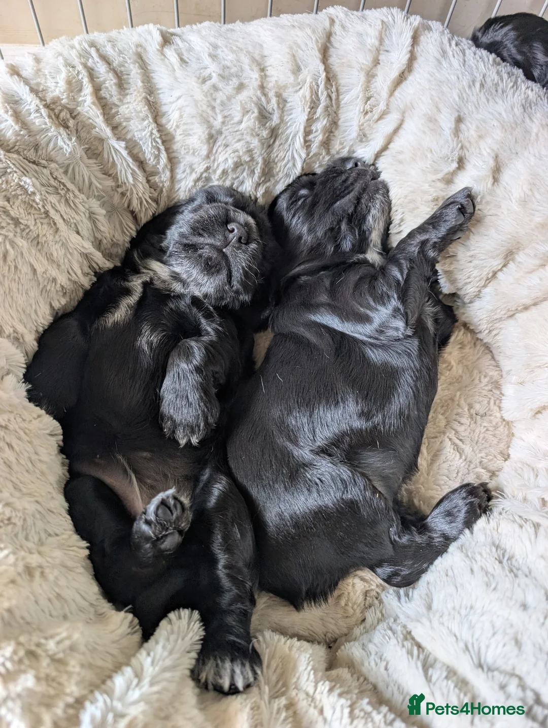 Cocker Spaniel dogs for sale: Show Cocker Pups - Advert 1
