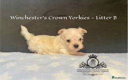 Yorkshire Terrier dogs for sale: ❤️ Champion heritage KC reg.PEDIGREE puppies! 🐶❤️ - Image 5