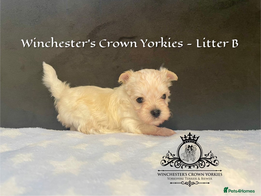 Yorkshire Terrier dogs for sale: ❤️ Champion heritage KC reg.PEDIGREE puppies! 🐶❤️ - Image 5