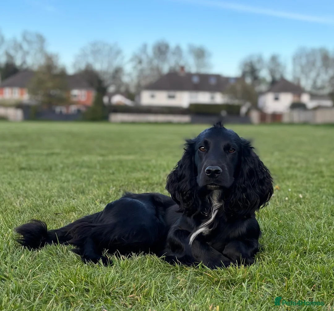 Cocker Spaniel dogs for stud: Cedric KC registered cocker spaniel  - Advert 2
