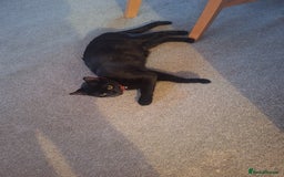 Bombay cats for sale: 3 black girl kitten - Image 10