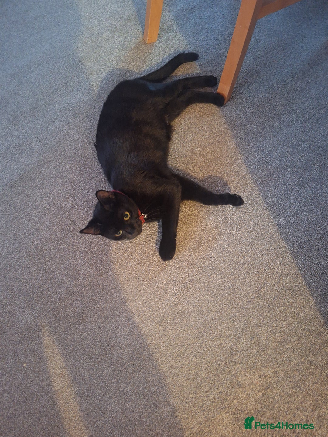 Bombay cats for sale: 3 black girl kitten - Image 10