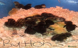 Quail poultry for sale: QUAILS CHINESE PAINTED BUTTONS ! - Advert 4