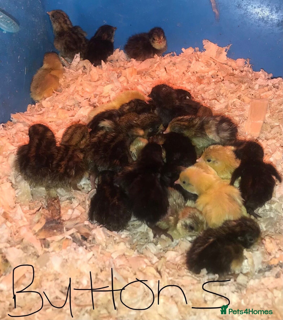 Quail poultry for sale: QUAILS CHINESE PAINTED BUTTONS ! - Advert 4