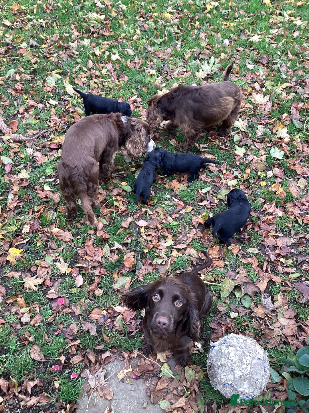 Cocker Spaniel dogs for sale: Working cocker spaniel puppies  - Advert 4