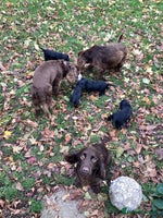 Cocker Spaniel dogs Working cocker spaniel puppies - Advert 8
