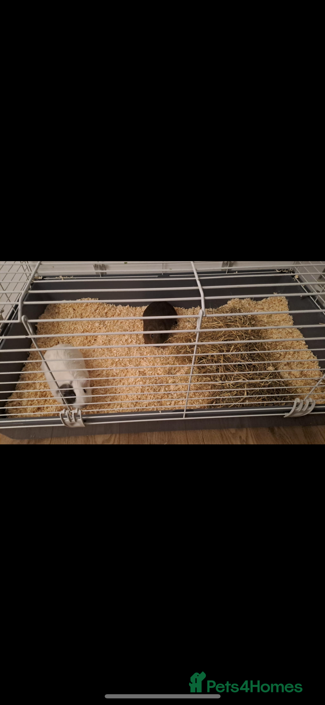 Guinea Pig rodents for sale: 2 guineea pigs  - Advert 1