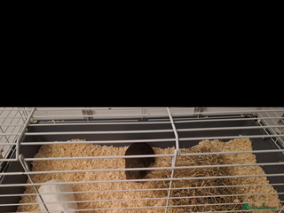 Guinea Pig rodents 2 guineea pigs - Advert 13