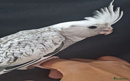 Cockatiels birds for sale: Silly hand tamed baby cockatiels for sale  - Image 19