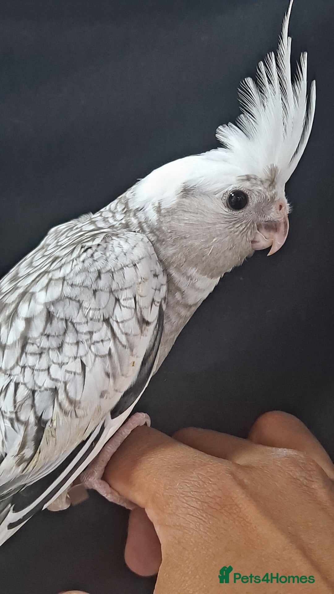 Cockatiels birds for sale: Silly hand tamed baby cockatiels for sale  - Image 19