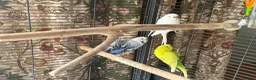 Budgerigars birds for sale: Large cage & 3 Budgies   in Bristol - Advert 5