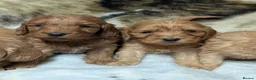 Cockapoo dogs for sale: Quality DNA Clear Cockapoo Puppies  - Advert 12