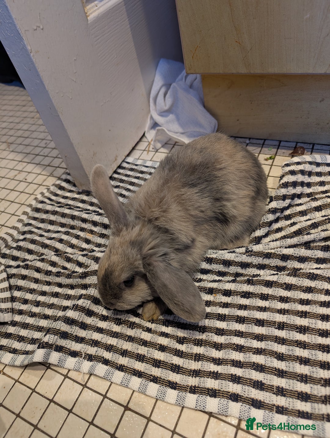 Dutch rabbits for sale: Dutch and minilop crosses available  - Advert 1