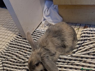 Dutch rabbits Dutch and minilop crosses available - Advert 1