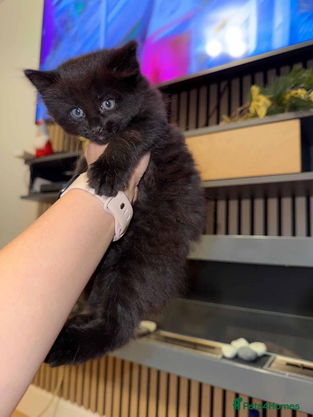 Siberian cats for sale: 6 beautiful Siberians kittens - Advert 15