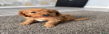 Cockapoo Puppy 4