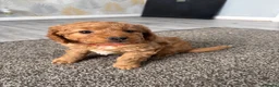 Cockapoo dogs for sale: Cockapoo puppies - Advert 11