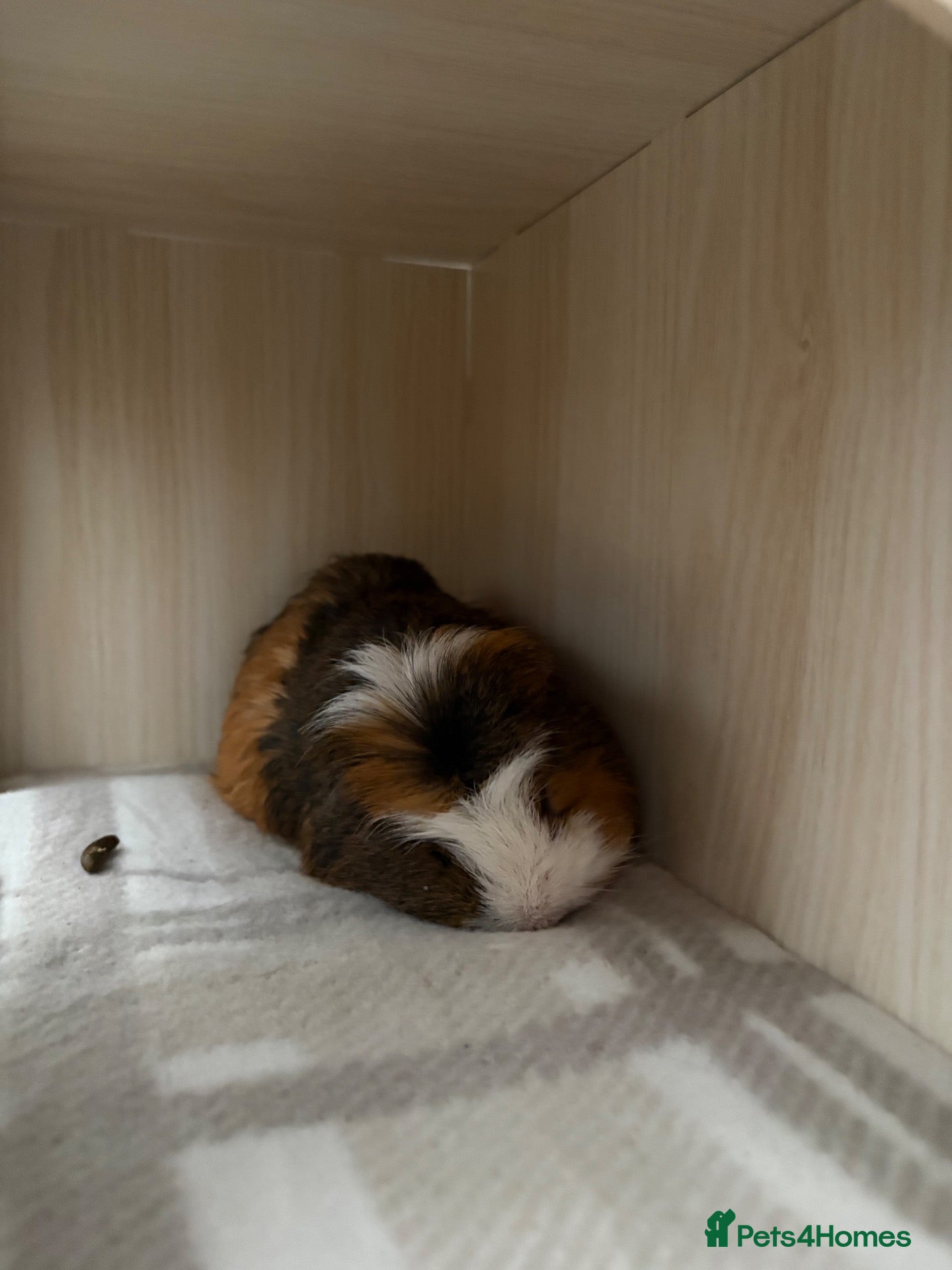 Guinea Pig rodents 2 Male Guinea Pigs For Sale - Advert 3