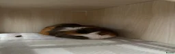 Guinea Pig rodents for sale: 2 Male Guinea Pigs For Sale - Advert 1