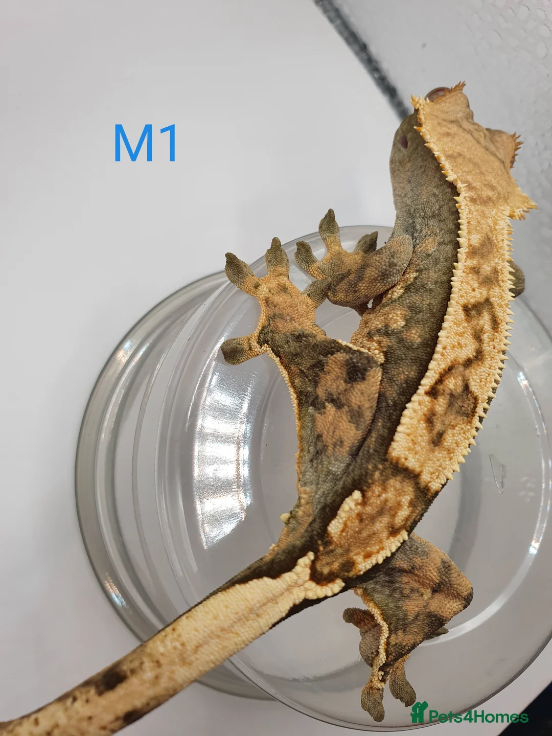 Gecko reptiles for sale: Sub adult crested geckos - Advert 25