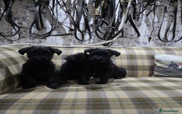 Labradoodle dogs for sale: Labradoodle puppies - Advert 5