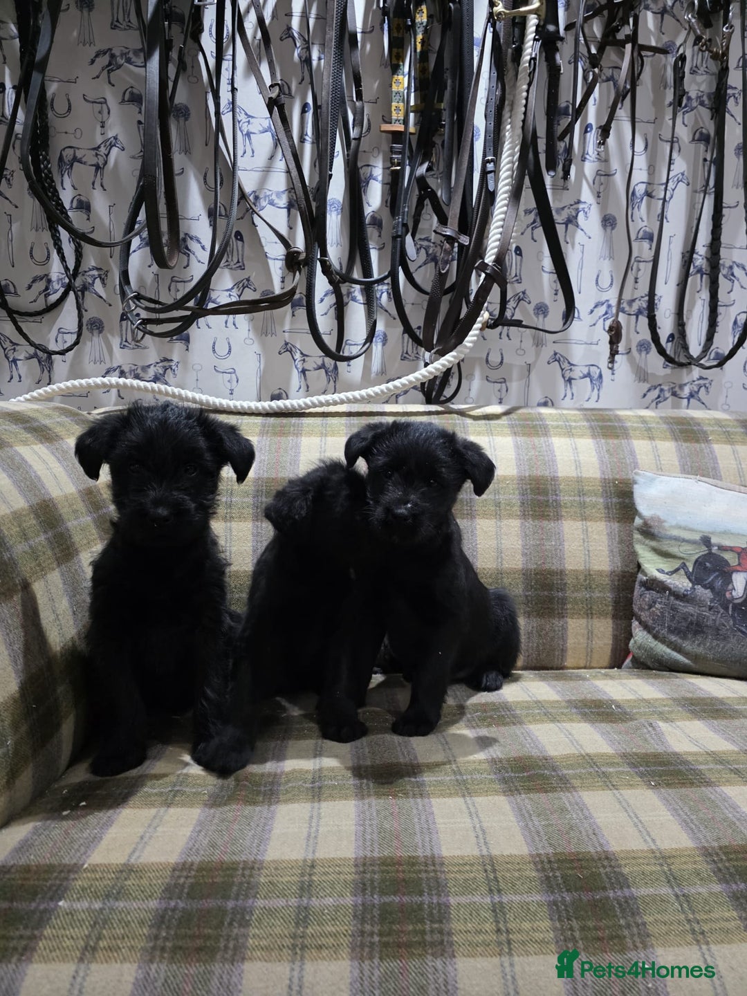 Labradoodle dogs for sale: Labradoodle puppies - Advert 5