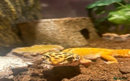 Leopard Gecko reptiles for sale: Leapord gecko, male - Image 2