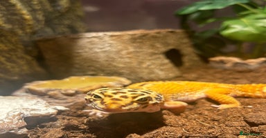 Leopard Gecko reptiles - Advert 7