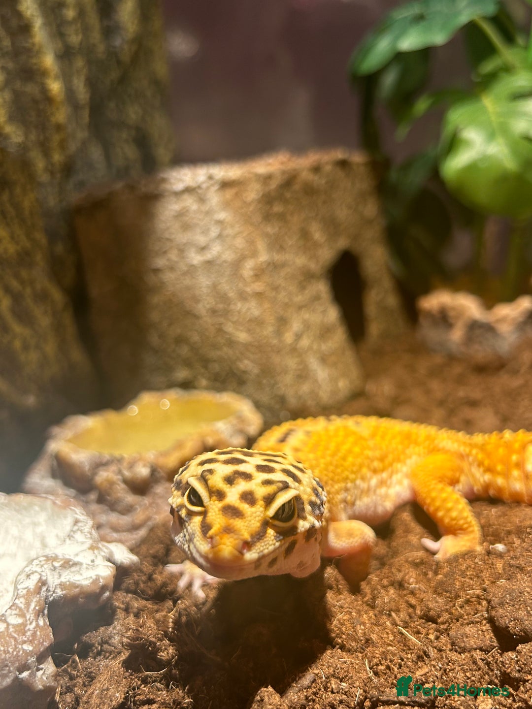 Leopard Gecko reptiles for sale: Leapord gecko, male - Image 2