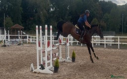 English Thoroughbred horses for sale: Fifty shades of Bay - What a horse  - Image 2