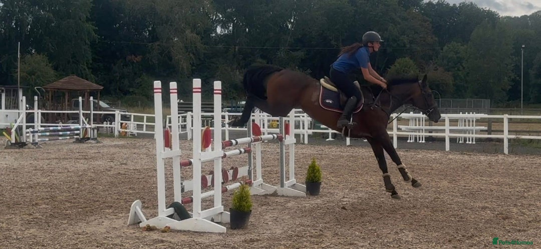 English Thoroughbred horses for sale: Fifty shades of Bay - What a horse  - Image 2