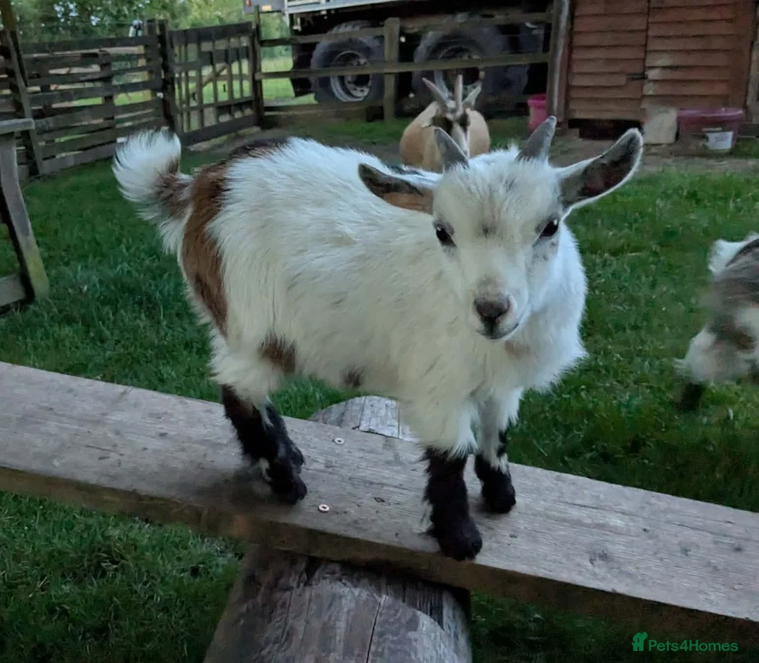 Goats livestock for sale: Lovely tri-coloured Pygmy Billy Kid, Henry in Honiton - Advert 1