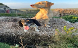 Labrador Retriever dogs for sale: Working line Labrador’s for sale  - Image 10