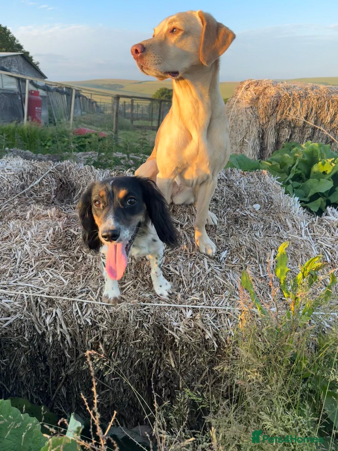 Labrador Retriever dogs for sale: Working line Labrador’s for sale  - Image 10