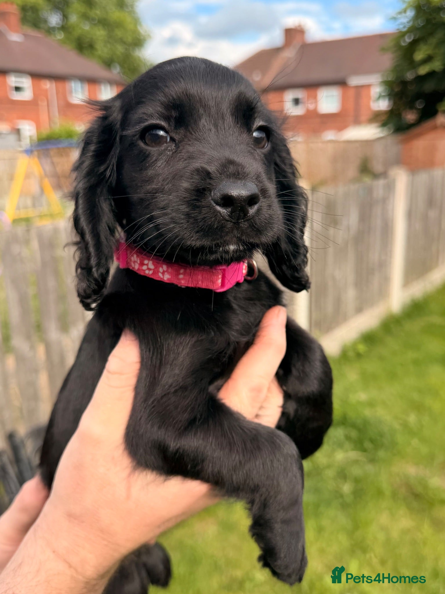 Cocker Spaniel dogs Working cocker spaniels  - Advert 2