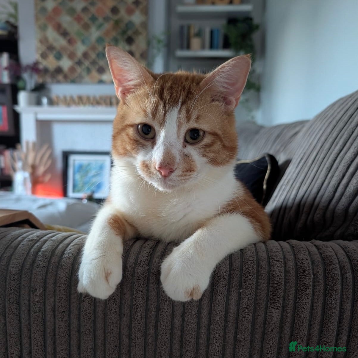Domestic Shorthair cats Toby, sweet 2 year old boy  - Advert 2