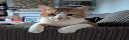 Domestic Shorthair cats for adoption: Toby, sweet 2 year old boy  - Advert 1