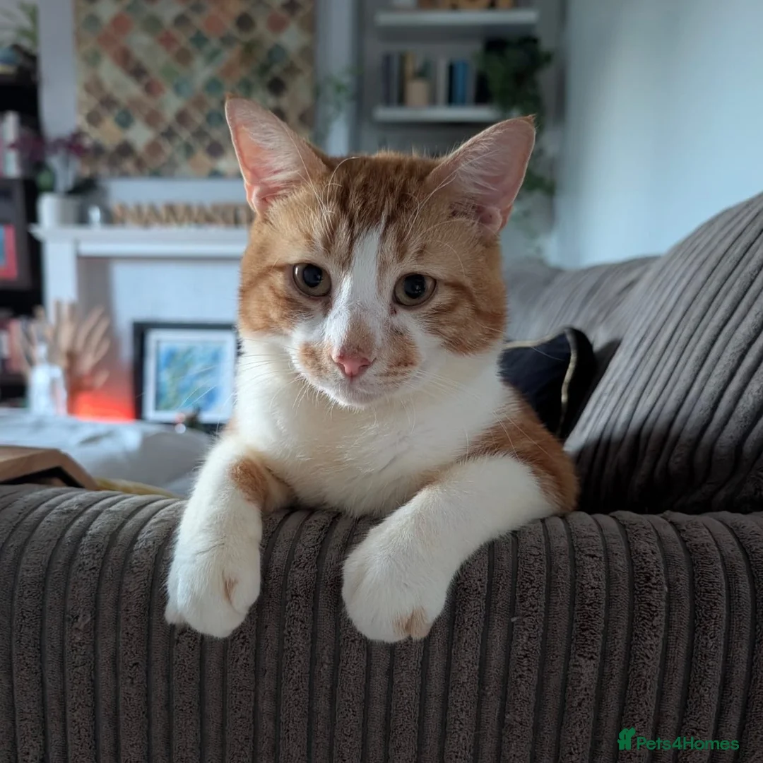 Domestic Shorthair cats for adoption: Toby, sweet 2 year old boy  - Advert 1