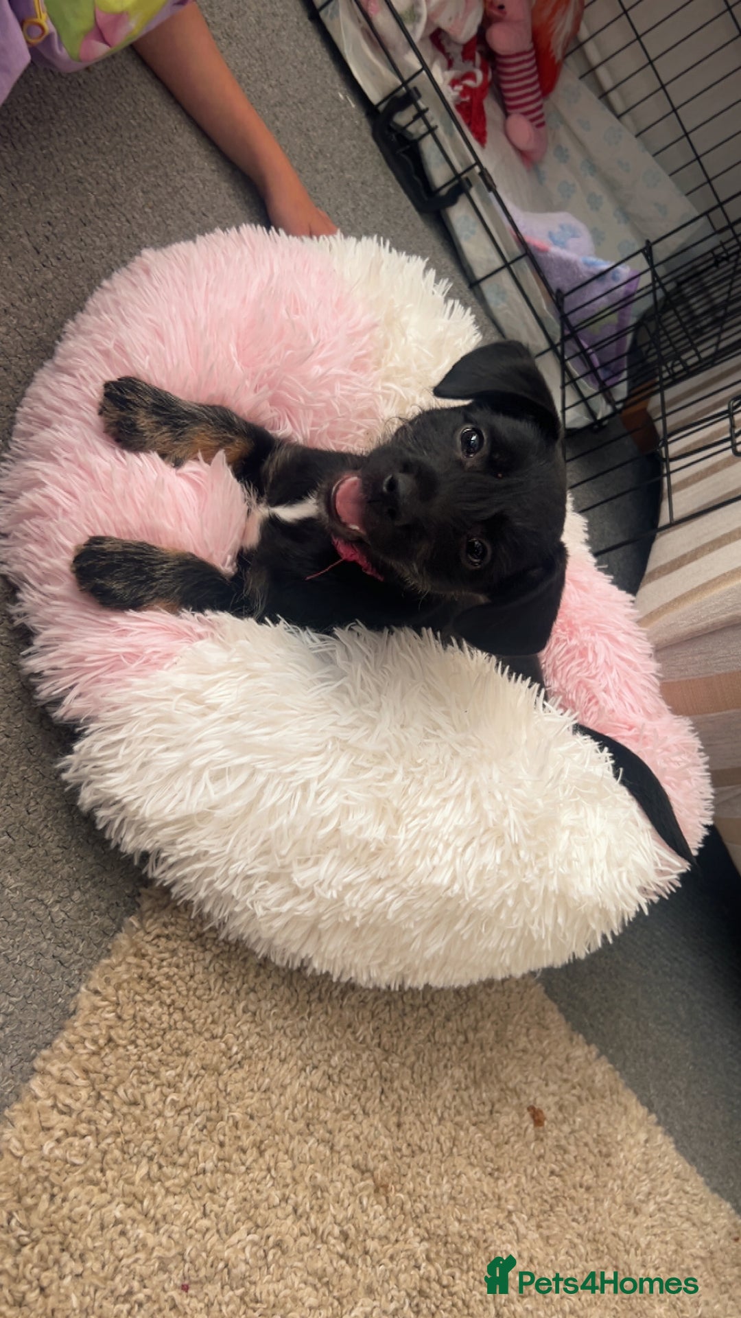 Mixed Breed dogs for sale: Female Frenchie X Miniature Poodle Puppy - Image 2
