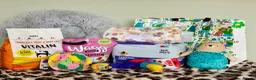 Cavapoo dogs for sale: Outstanding F1 Toy’s - Health Tested - KC parents - Advert 12