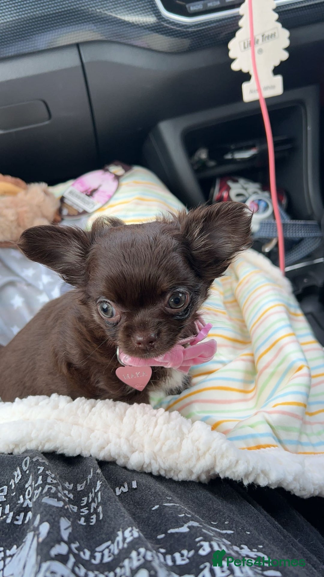 Chihuahua dogs for sale: Long haired tiny KC chihuahua girl - Advert 9