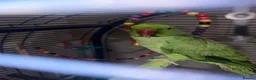 Ringnecks birds for sale: Ringneck parrot  - Advert 3