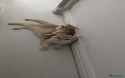 British Shorthair cats for sale: Cuddly girl looking for loving family  - Image 2