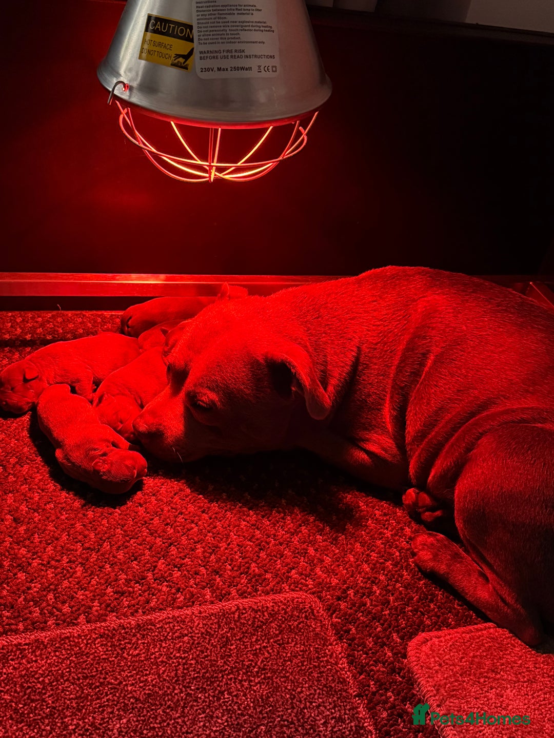 Staffordshire Bull Terrier dogs for sale: 7 BEAUTIFUL STAFFY PUPS SIRED BY CH FIGO - Image 16