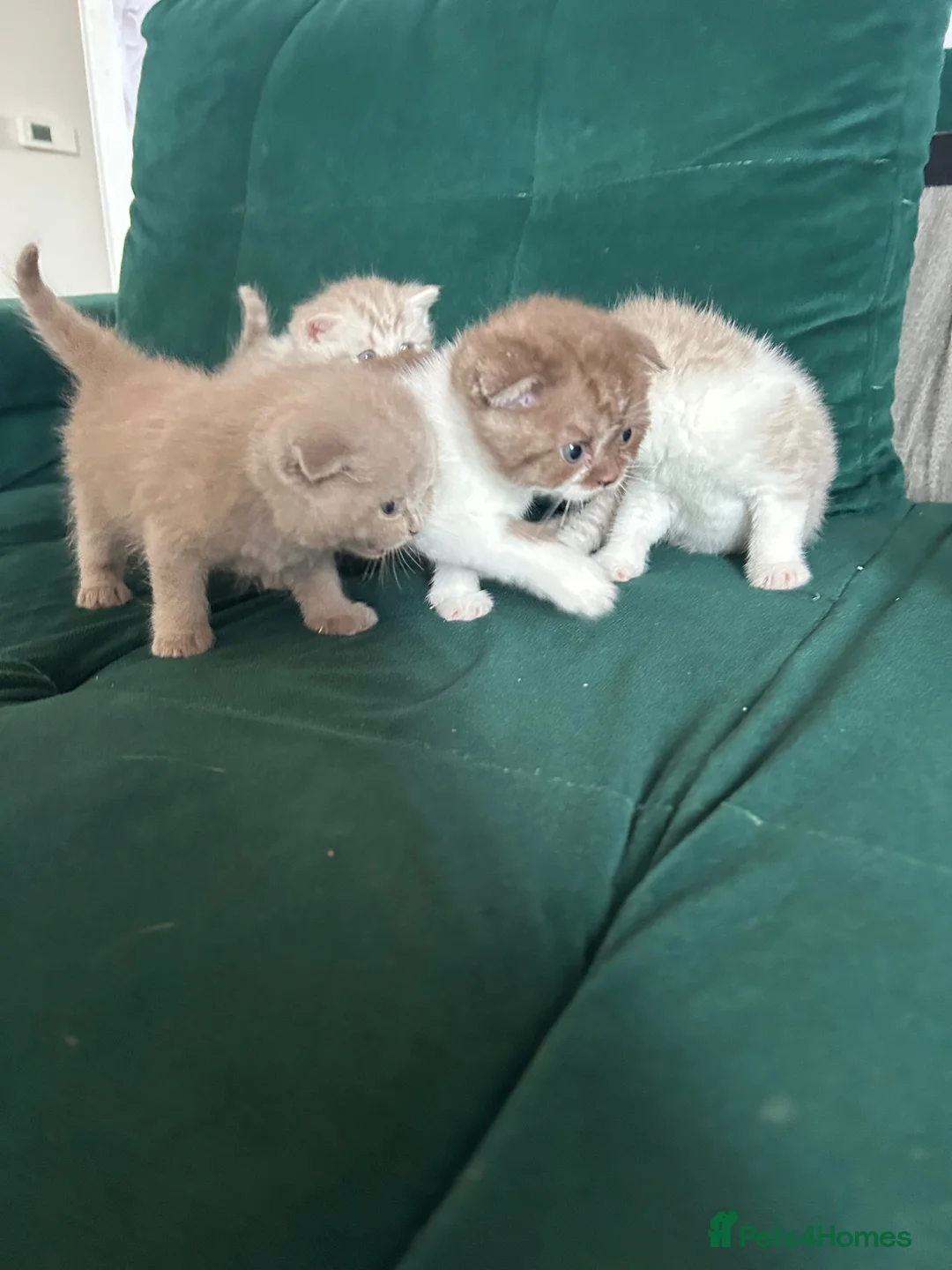 Scottish Fold cats for sale: For sale Scottish fold kitties BORN 25/06  - Advert 9