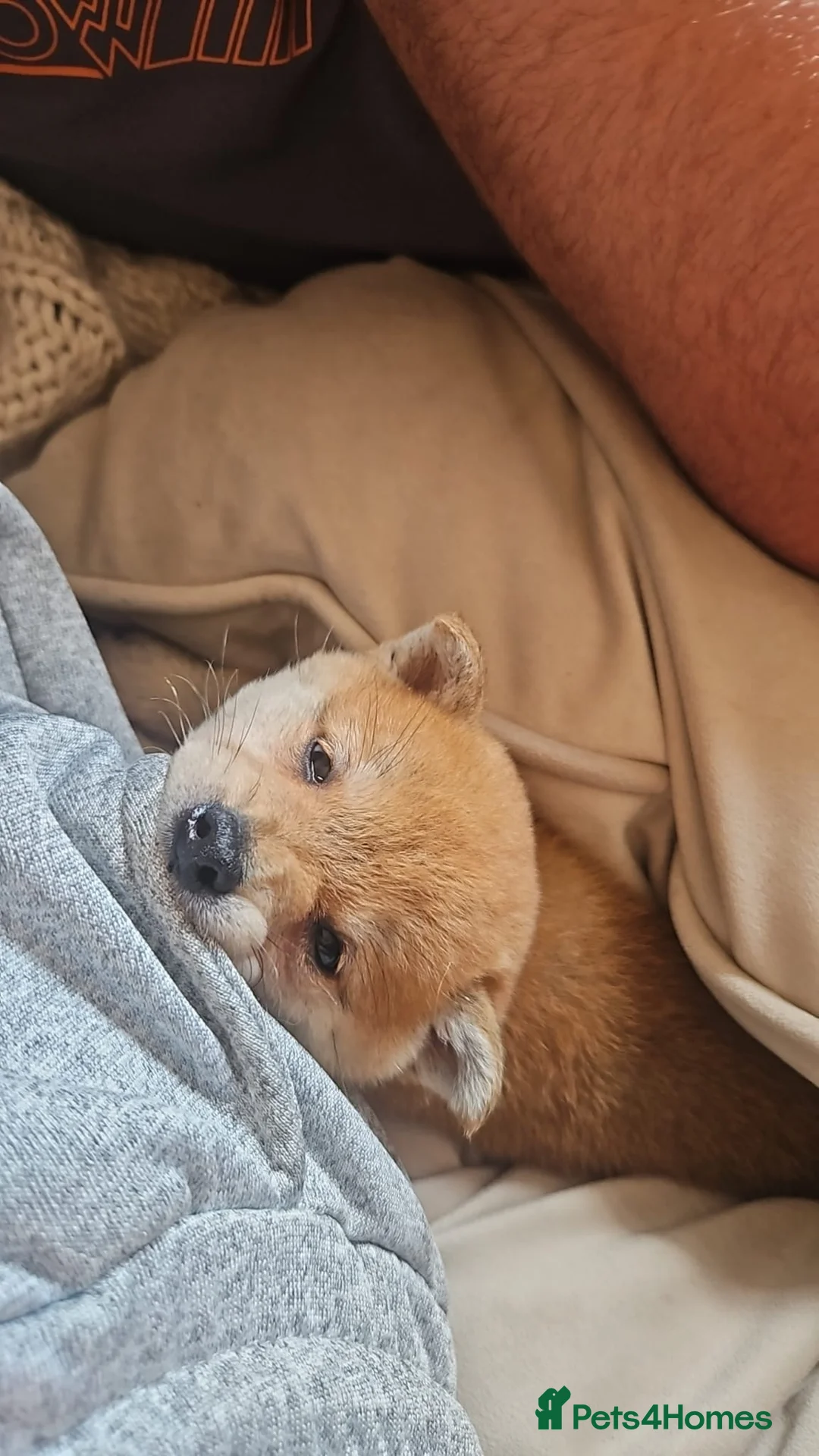 Japanese Shiba Inu dogs for sale: Japanese  - Advert 5