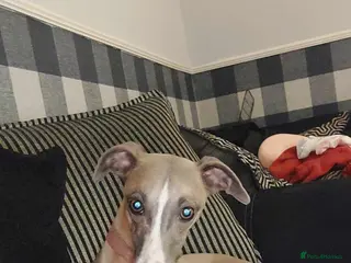 Whippet dogs 4yr old whippet bitch - Advert 13