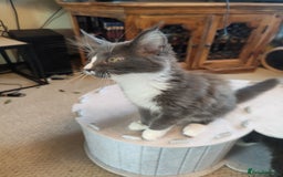 Maine Coon cats for sale: Three adorable Main kittens  - Image 1