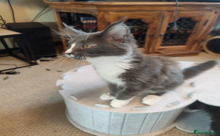 Maine Coon cats - Advert 15
