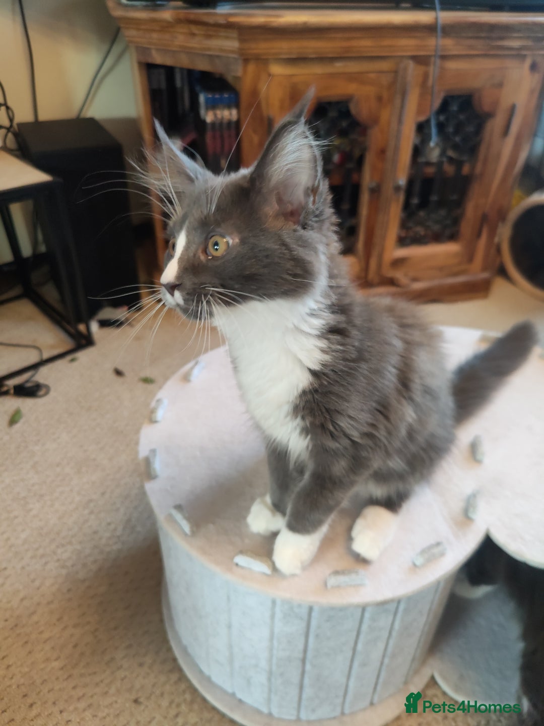Maine Coon cats for sale: Three adorable Main kittens  - Image 1